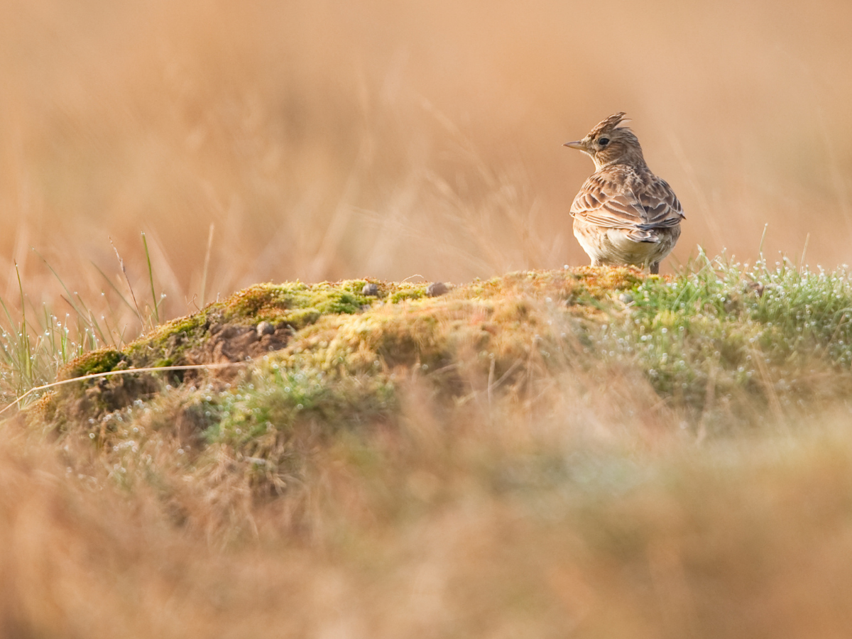 How measured is your approach to predator control? - ShootHub by GunsOnPegs