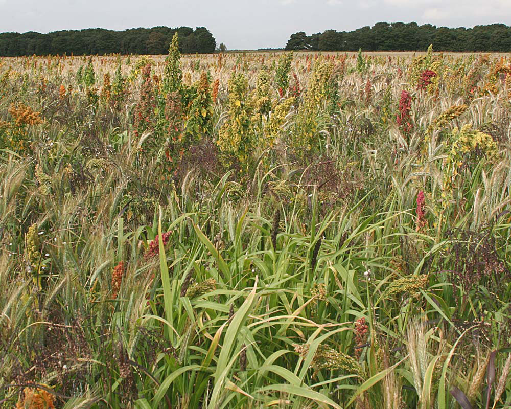 Countryside stewardship and shooting get PAID to grow cover crops