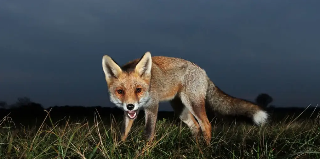 Night Shooting ShootHub by GunsOnPegs