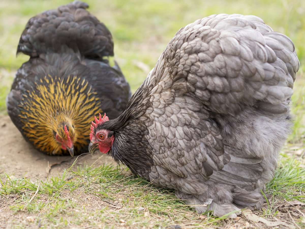 Tinker, tailor, keeper, stalker - how gamekeeping has changed over the ...